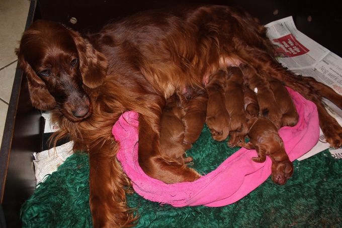 pups are born on 19-02-2017
lovely at ireleith x machouston of the travlin star
5 girls and 3 boys